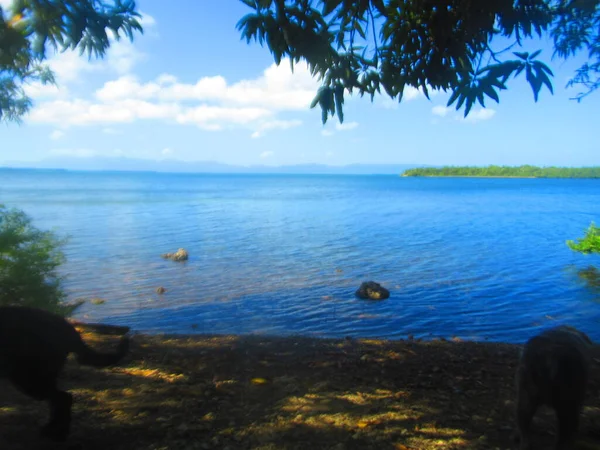 Hinter Dem Baum Und Dem Schattigen Strand Das Ruhige Meer — Stockfoto