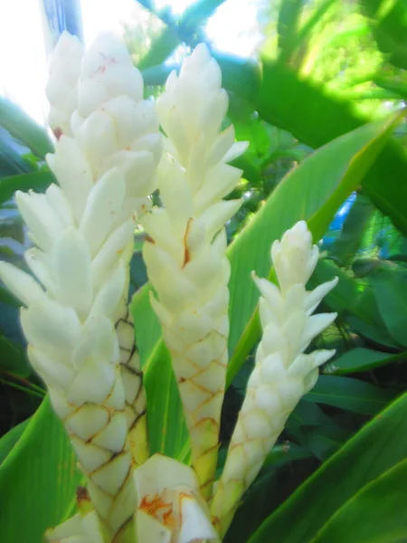 Fleurs Tropicales Blanches Leur Feuillage — Photo