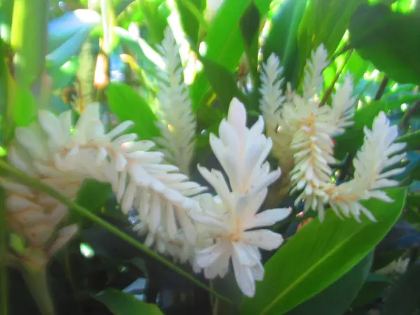 Flores Tropicales Blancas Follaje — Foto de Stock