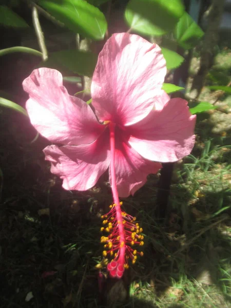 Egy Trópusi Rózsaszín Hibiszkusz Virág — Stock Fotó