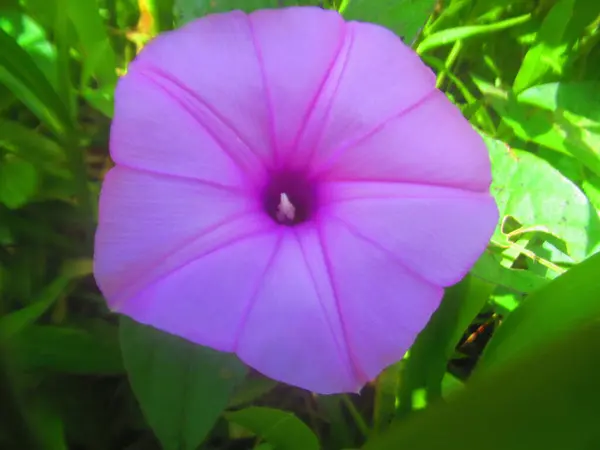 Une Petite Fleur Tropicale Bleue — Photo