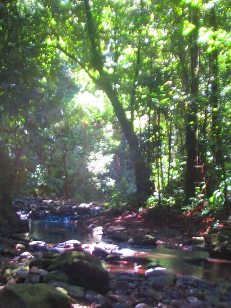 Fiume Scorre Attraverso Lussureggiante Foresta Pluviale — Foto Stock