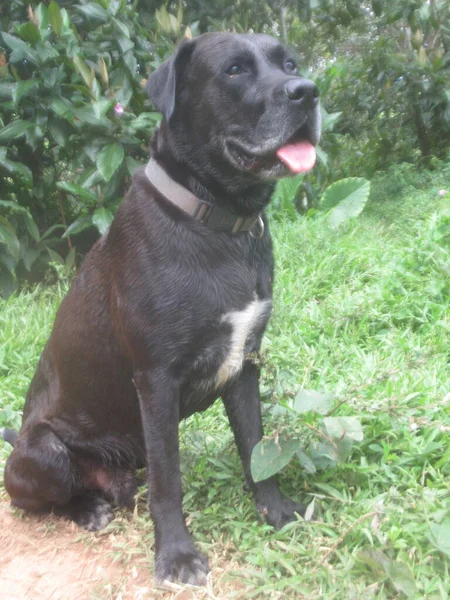 Belo Cão Preto Sentado Campo — Fotografia de Stock