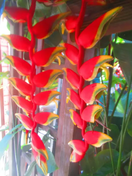 Deux Fleurs Tropicales Héliconie Rouge Jaune — Photo