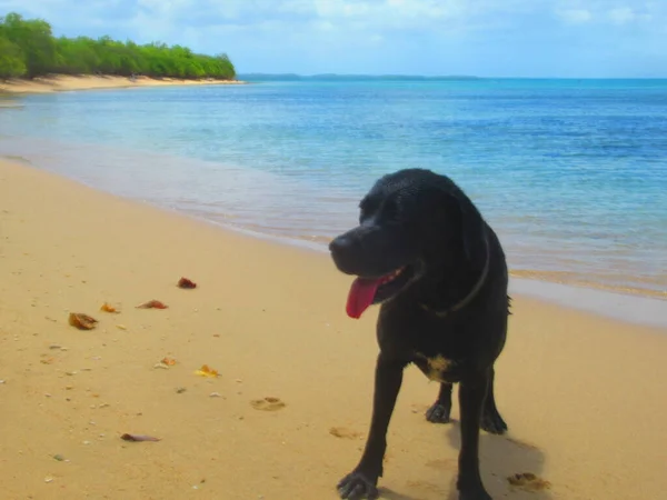 Vacker Svart Hund Står Den Vita Sandstranden Framför Det Blå — Stockfoto