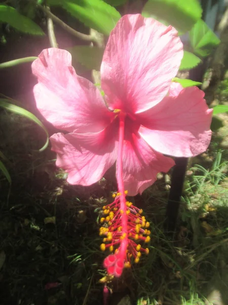 Une Fleur Hibiscus Rose Tropical — Photo