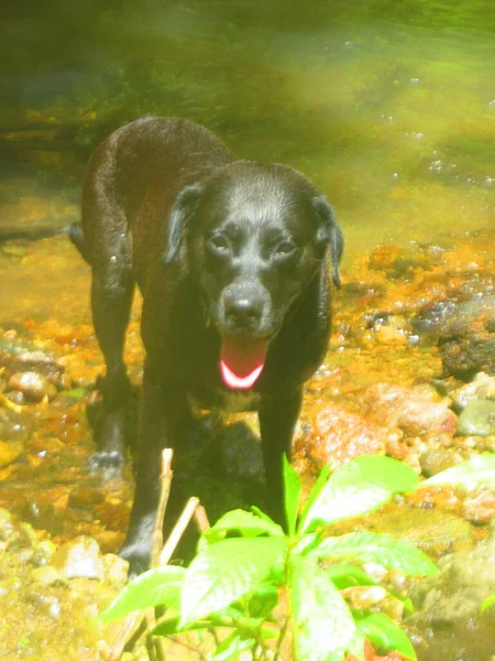 Small Black Dog Standing River — 图库照片