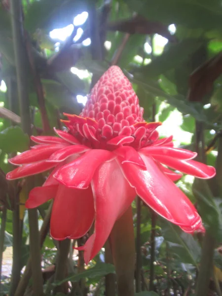 Uma Flor Tropical Rosa Floresta — Fotografia de Stock