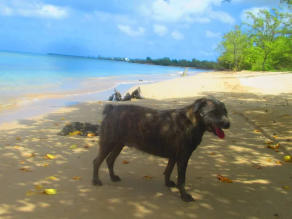 Small Brown Dog Standing White Sandy Beach Front Blue Sea — Zdjęcie stockowe