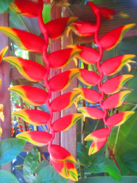 Two Tropical Flowers Red Yellow Heliconia — Stock Photo, Image