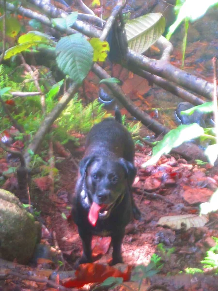 一只漂亮的黑狗站在森林里 — 图库照片