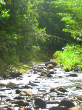 Nehir, yemyeşil yağmur ormanlarının altındaki kayaların arkasından akar.