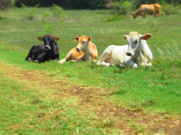 Три Молодые Коровы Разных Цветов Лежащие Поле — стоковое фото
