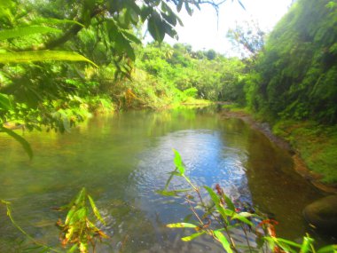 Ormanda küçük bir göl