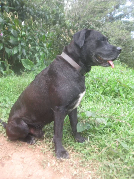 Güzel Siyah Bir Köpek Tarlada Oturuyor — Stok fotoğraf