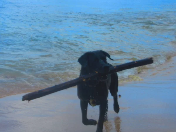 Hermoso Perro Negro Está Jugando Mar Con Gran Palo — Foto de Stock