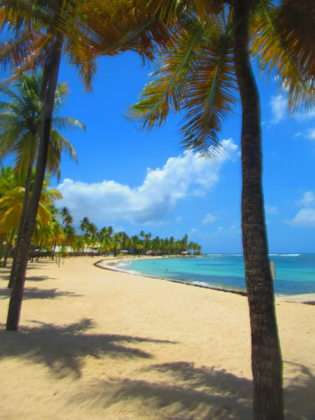 White Sand Beach Palm Trees Paradisiacal Turquoise Sea — Stock Photo, Image