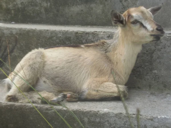 Uma Cabra Castanha Deitada Nas Escadas — Fotografia de Stock