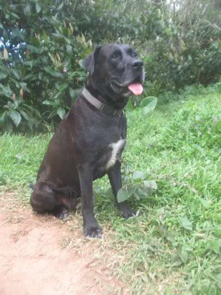 Hermoso Perro Negro Sentado Campo Hierba — Foto de Stock