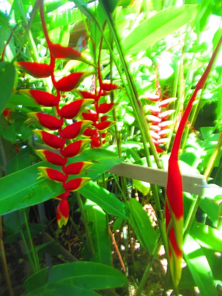 Fleurs Tropicales Heliconia Rouge Jaune — Photo