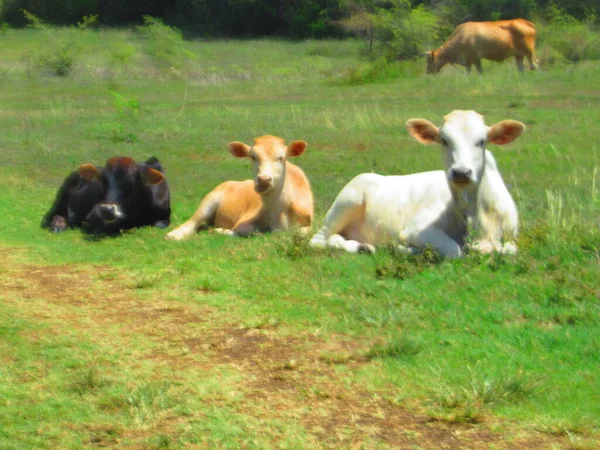 Три Молодих Корови Лежать Траві — стокове фото
