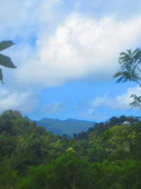 Bulutlu gökyüzünün altındaki yemyeşil yağmur ormanı