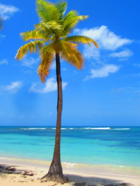 Palm Tree White Sand Beach Front Turquoise Sea — Stock Photo, Image