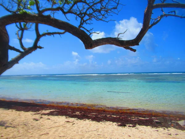 Baum Weißen Sandstrand Vor Dem Türkisfarbenen Meer — Stockfoto