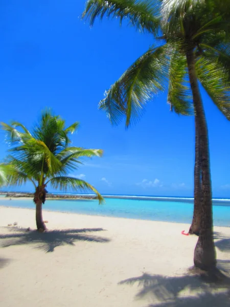 Palmbomen Het Witte Zandstrand Voor Turquoise Zee — Stockfoto