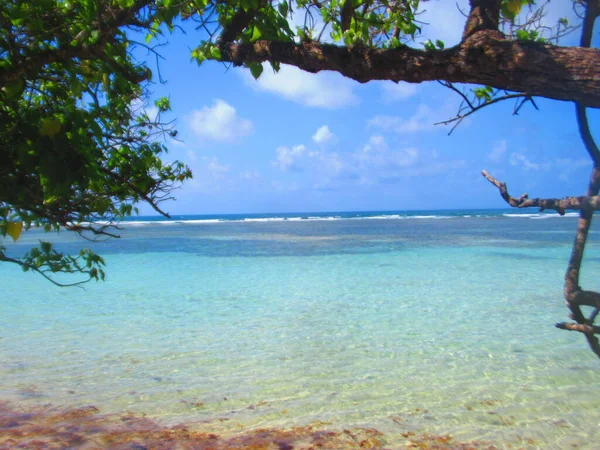 Träd Den Vita Sandstranden Framför Det Turkosa Havet — Stockfoto