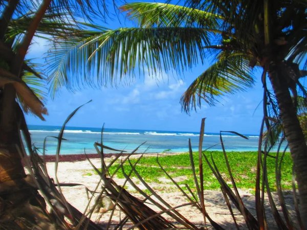 Palmer Den Vita Sandstranden Framför Det Turkosa Havet — Stockfoto