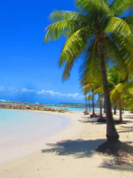 Palmbomen Het Witte Zandstrand Voor Turquoise Zee — Stockfoto