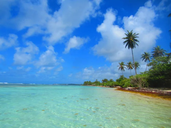 天空碧绿的大海前 白色沙滩上的棕榈树 — 图库照片