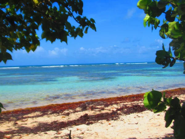 Bäume Weißen Sandstrand Vor Dem Himmeltürkisfarbenen Meer — Stockfoto