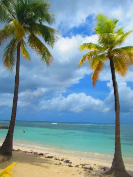 야자나무 뒤에는 모래가 원추형 청록색 바다가 — 스톡 사진