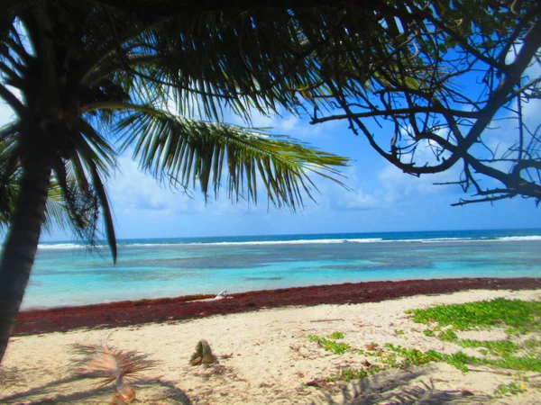 Hinter Der Palme Dem Weißen Sand Und Dem Paradiesischen Türkisfarbenen — Stockfoto