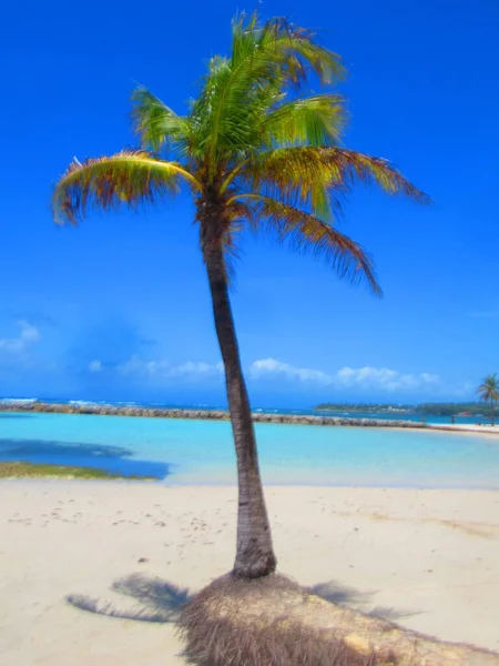 Achter Palmboom Het Witte Zand Paradijselijke Turquoise Zee — Stockfoto