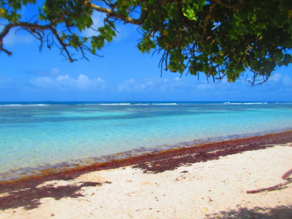 Tree White Sand Paradisiacal Turquoise Sea — Stok fotoğraf