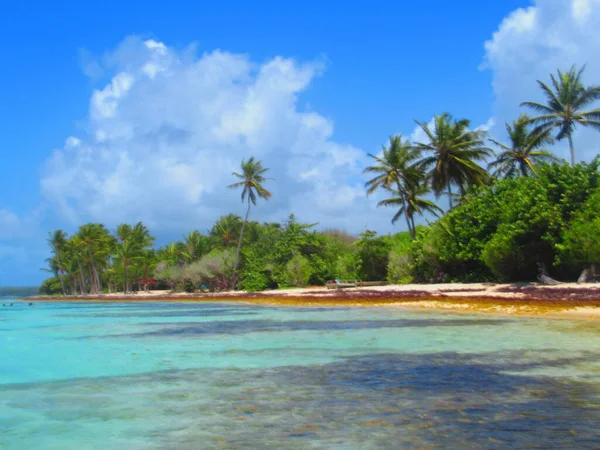 Paradisiacal Turquoise Sea Palm Trees Blue Sky —  Fotos de Stock