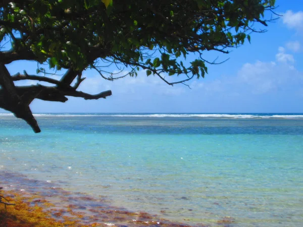 Tree White Sand Paradisiacal Turquoise Sea — Stok Foto