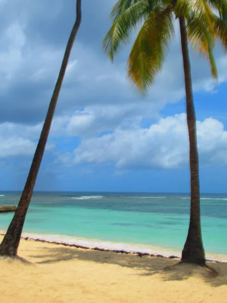 Eine Palme Weißen Sandstrand Vor Dem Himmeltürkisfarbenen Meer — Stockfoto