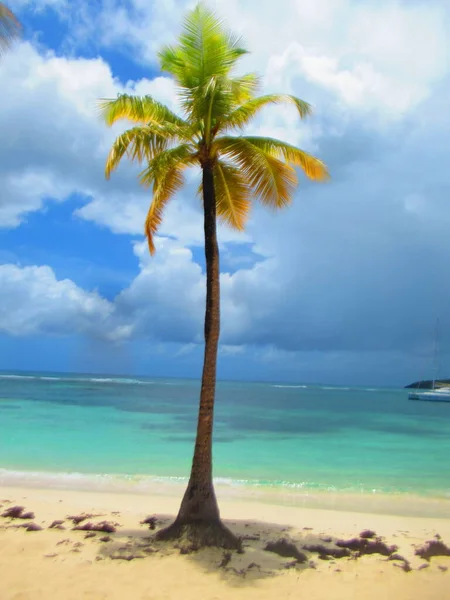 Palm Tree White Sand Beach Front Heavenly Turquoise Sea — Stock Photo, Image