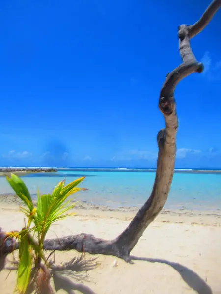 楽園のようなターコイズブルーの海の前に小さなヤシの木と枯木の白い砂浜があり — ストック写真