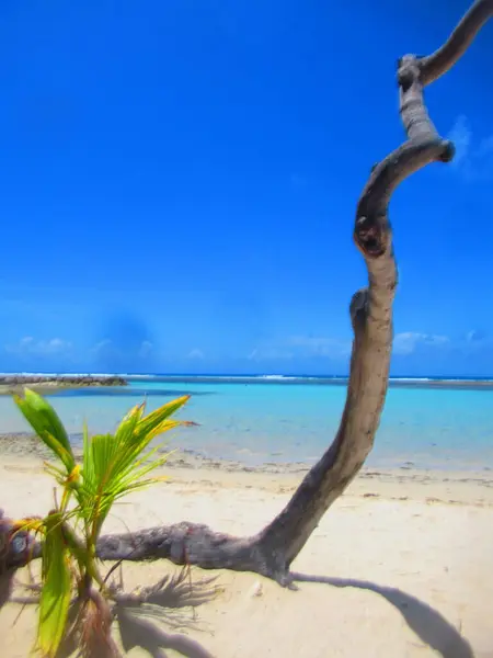 Paradicsomi Türkiz Tenger Előtt Fehér Homokos Strand Egy Kis Pálmafával — Stock Fotó