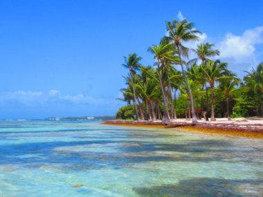 Palmiye ağaçlarının önündeki paradisial turkuaz deniz.