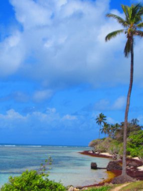 Turkuaz denizin önündeki beyaz kumsalda bir palmiye ağacı.