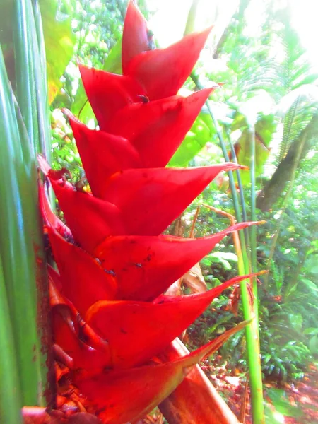 Une Belle Fleur Rouge Dans Forêt Tropicale Luxuriante — Photo