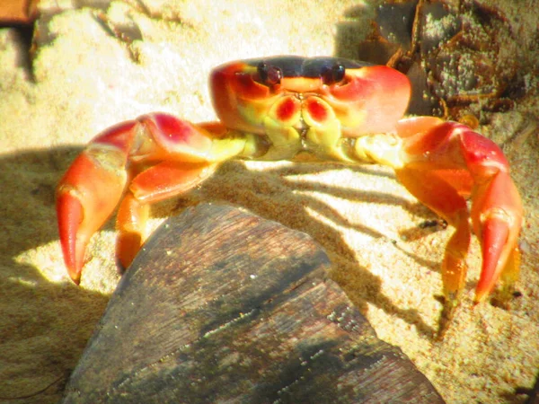 Een Grote Rode Krab Het Zand — Stockfoto