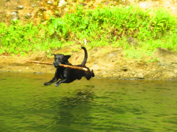 Hermoso Perro Negro Salta Río Con Gran Palo Boca — Foto de Stock