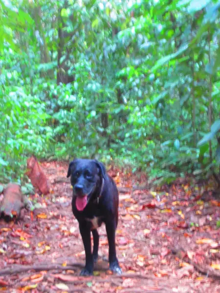 Ένα Όμορφο Μαύρο Σκυλί Ένα Μονοπάτι Στο Καταπράσινο Τροπικό Δάσος — Φωτογραφία Αρχείου